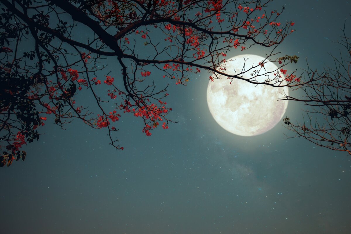 Embrace the Pink Moon: Lunar-Inspired Wellness Practices
